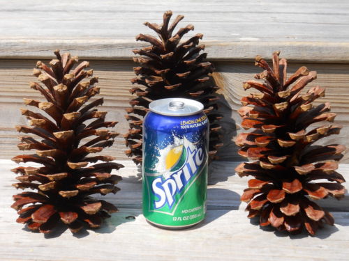 RM PINECONE LG 36